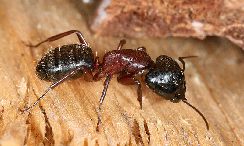 A red black carpenter ant
