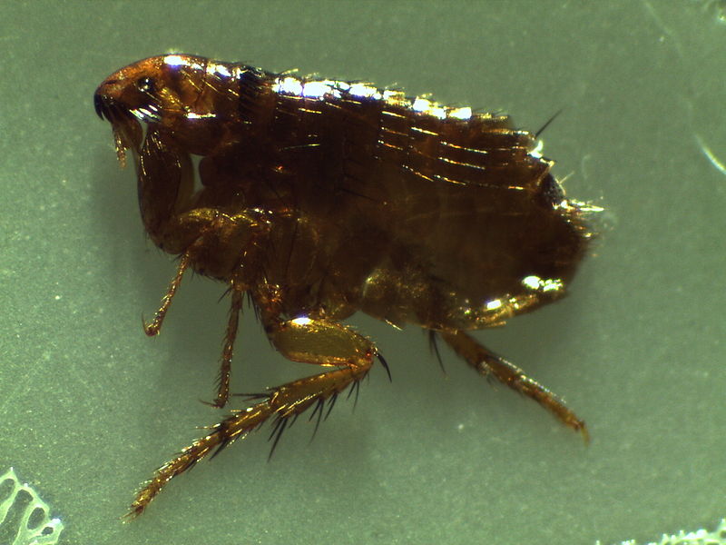 A dark brown colored flea