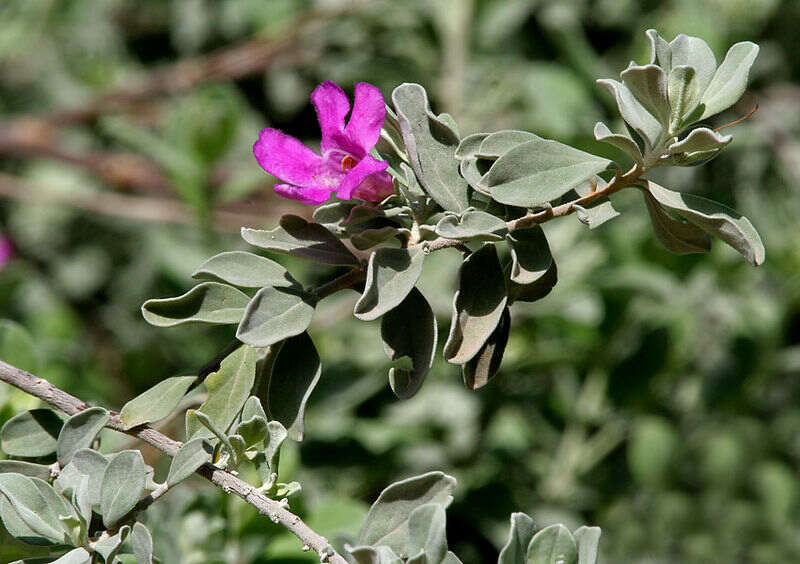A pink colored flower of Texas sage