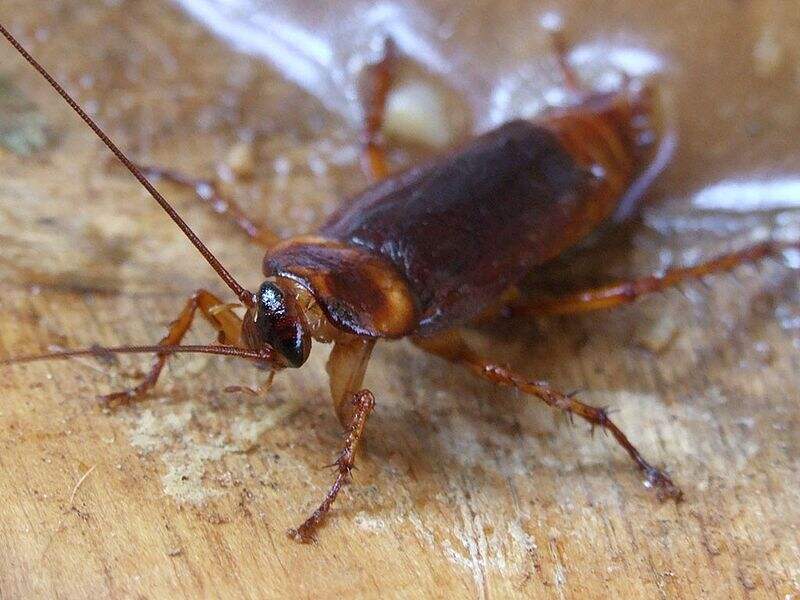 A dark brown colored cockroach