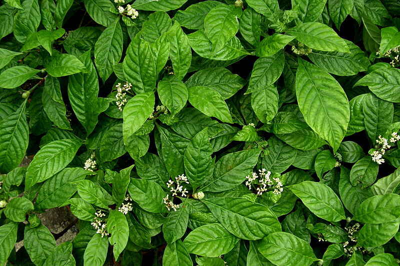 A picture showing green colored leaves of Psychotria nervosa