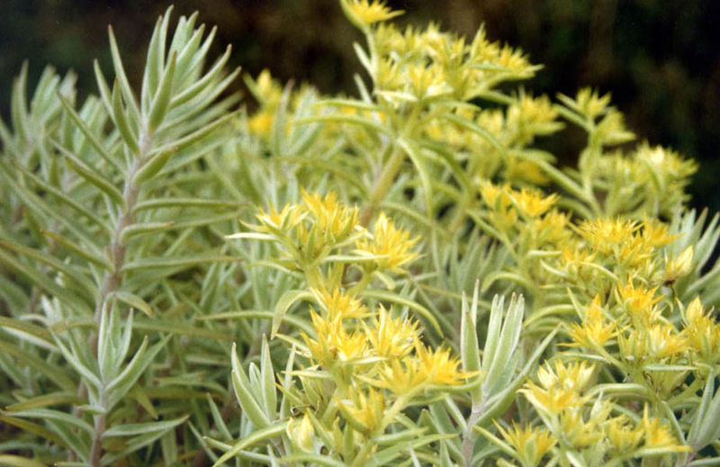 Yellow colored carpet sedum plant