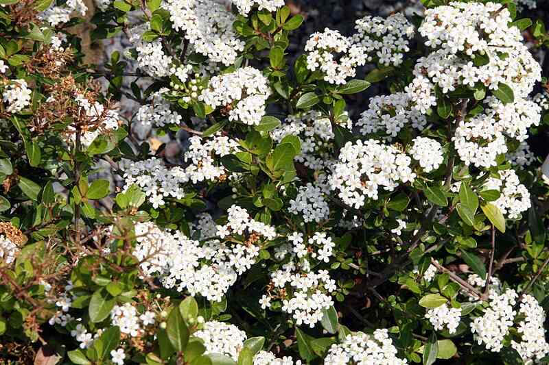 White colored Viburnum obovatum flowers 