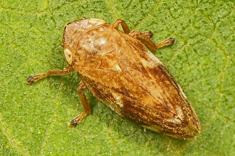 A light brown colored spittlebug