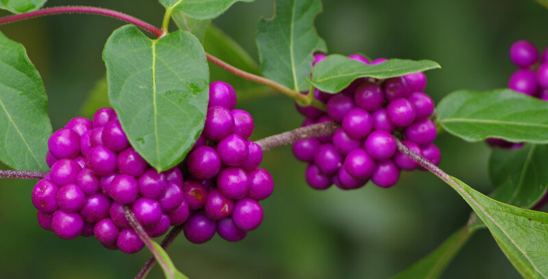 a close up photo of american beautyberry