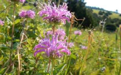 11 Best Native Plants for Your Baltimore Yard