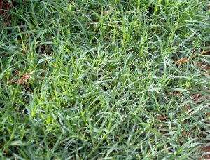 7 Best Grass Types For Oklahoma | Wikilawn