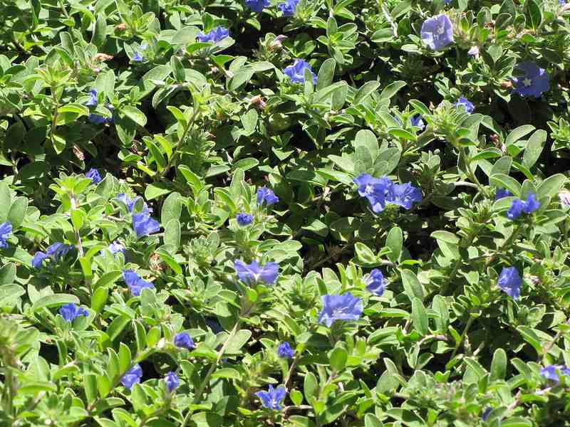 Blue daze flowers