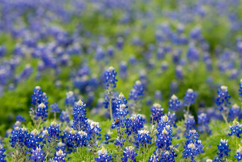 Field of Texas Bluebonnet with green grass
