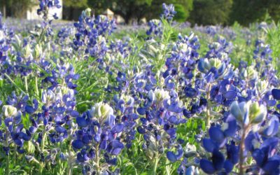 15 Best Native Plants for Austin, TX
