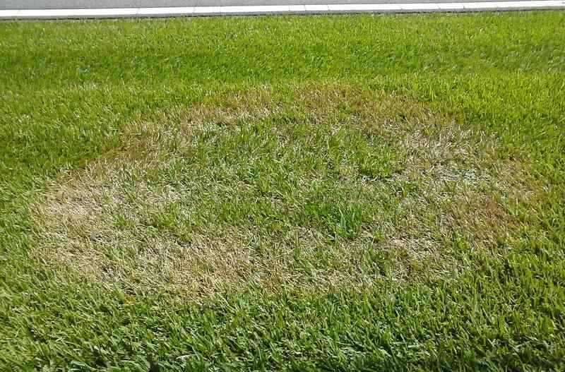 A lawn with a brown patch disease shown