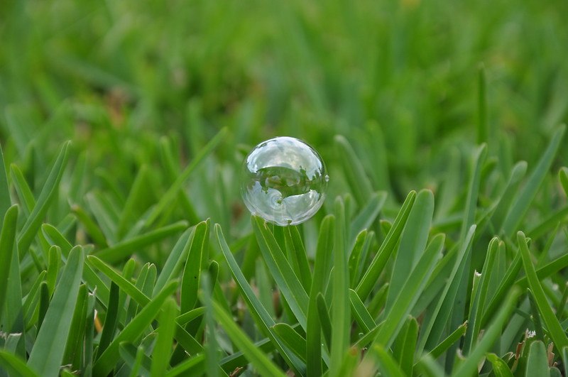 Bubble on St. Augustine grass