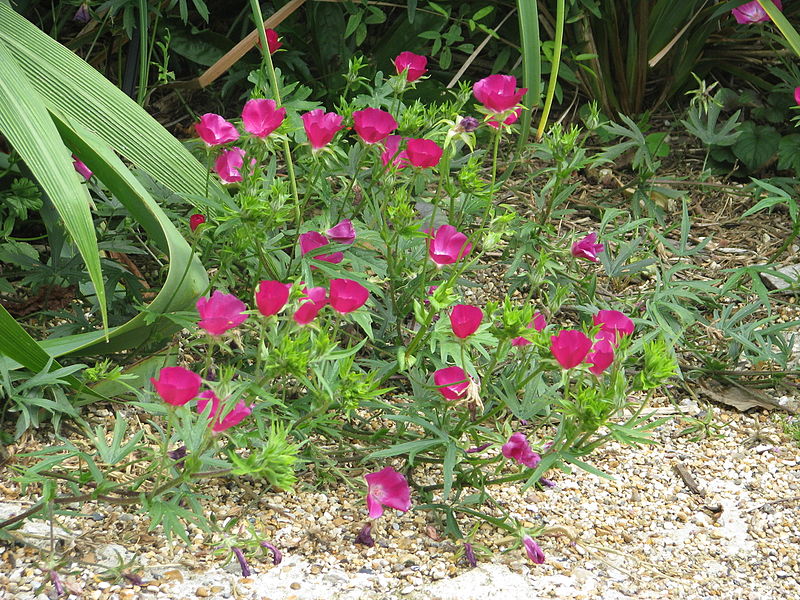 A picture showing pink colored flowers of winecup flower