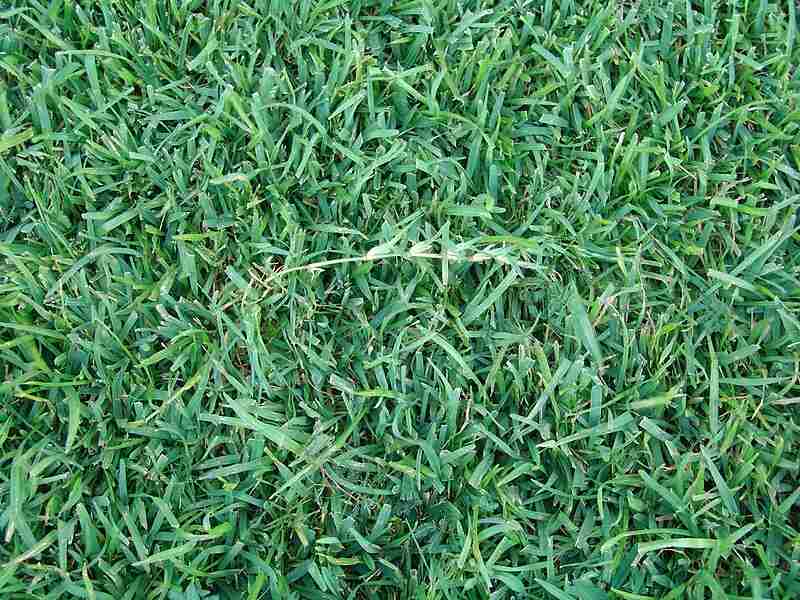 A green colored centipede grass in a lawn