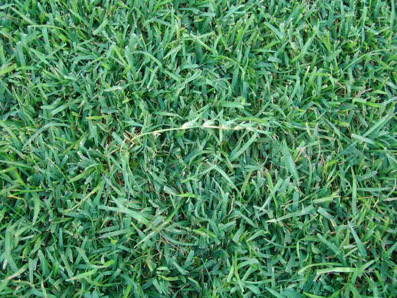 beautiful green centipede grass in lawn