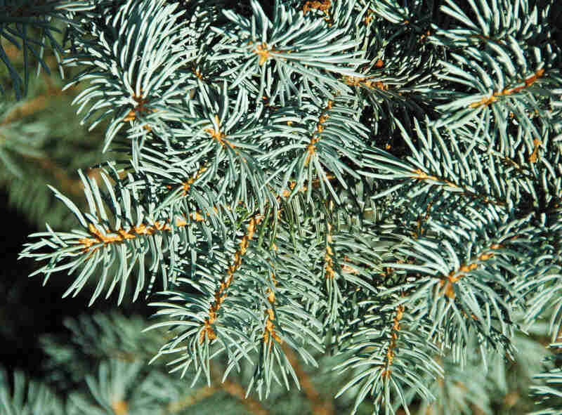 closeup image of colorado blue spruce