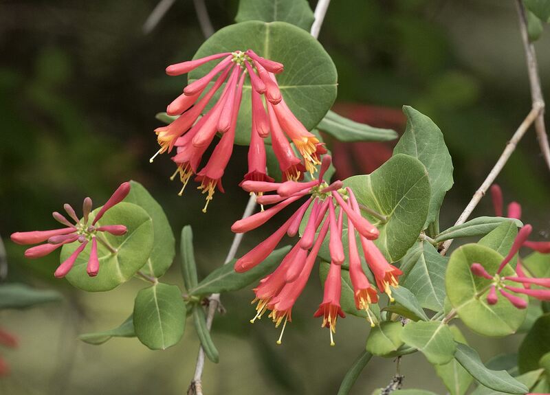 red coral honeysuckle flower with green leaves