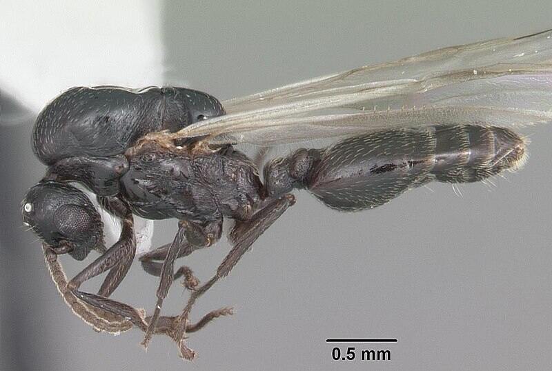 A blackish gray colored acrobat ant