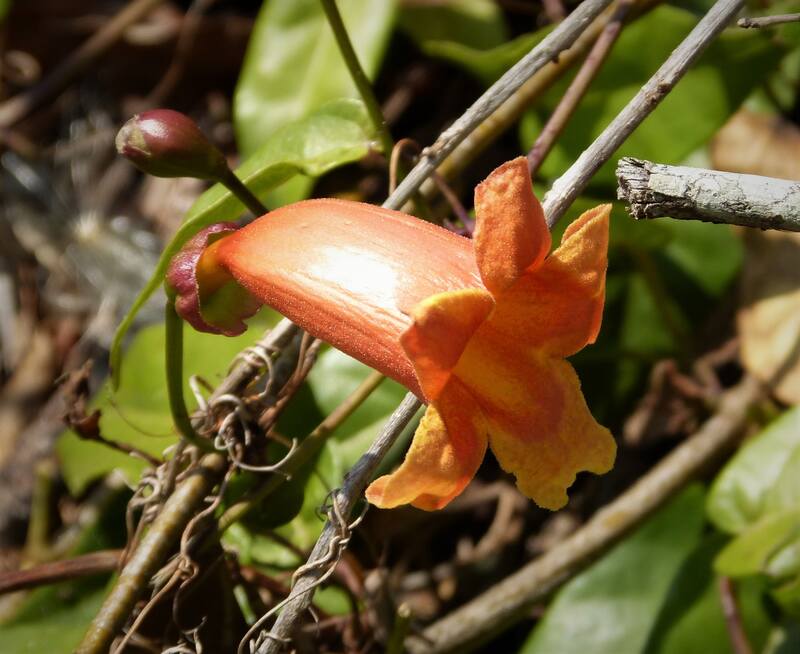 a blooming flower of crossvine