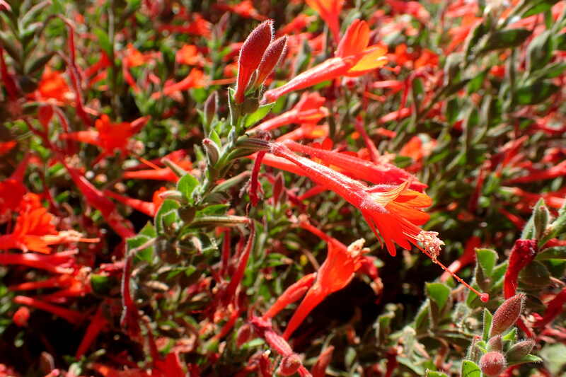 Red colored epilobium canum plant