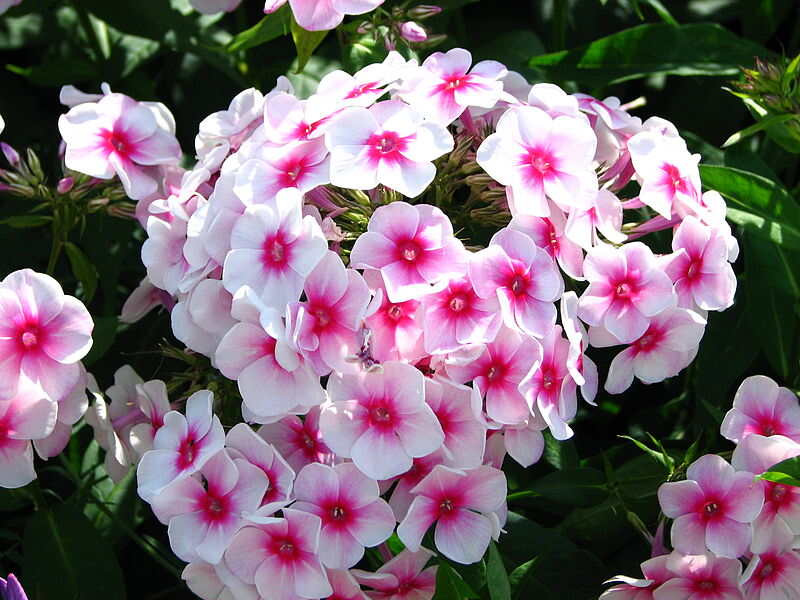 white pink flowers in a garden