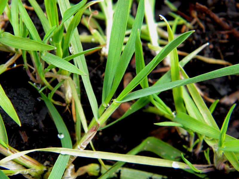 A picture showing green colored fine fescue grass