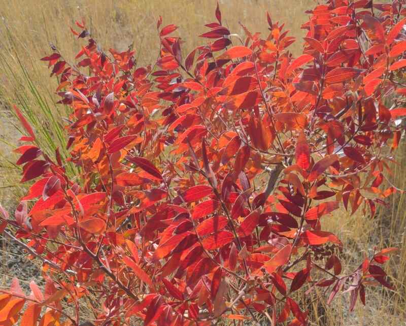 image of red leaves of flameleaf sumac