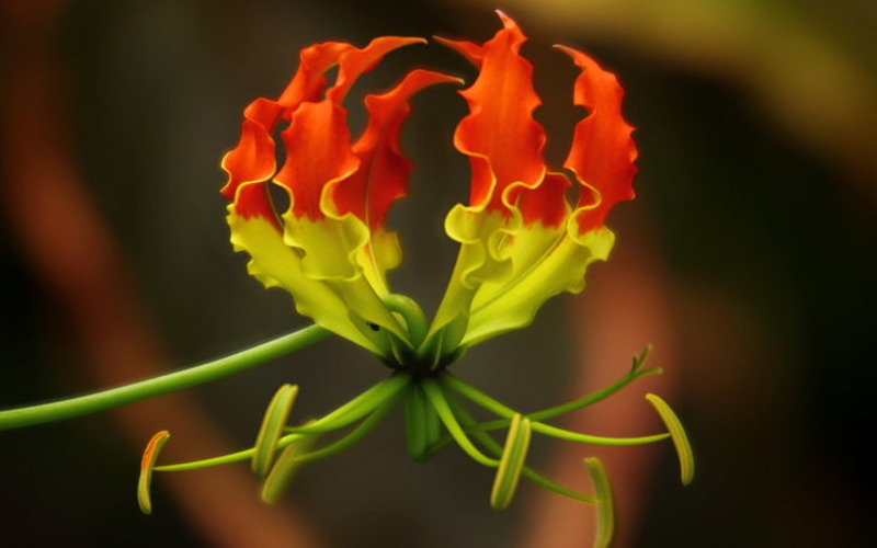 closeup image of red flower of gloriosa lily