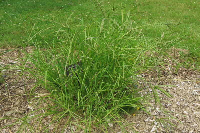 image of a goosegrass weed in a lawn