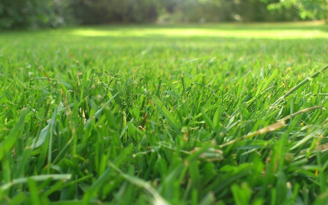 7 Best Grass Types for Atlanta