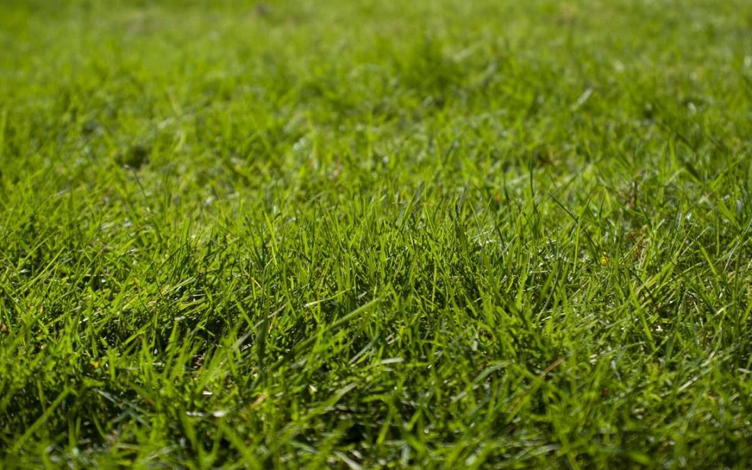 The Best Grass Types For a Boston Lawn