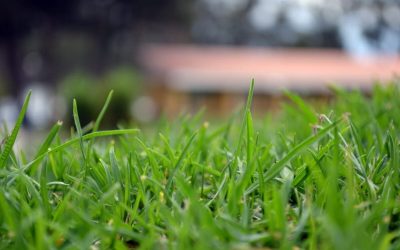 4 Best Grass Types for Flint, MI
