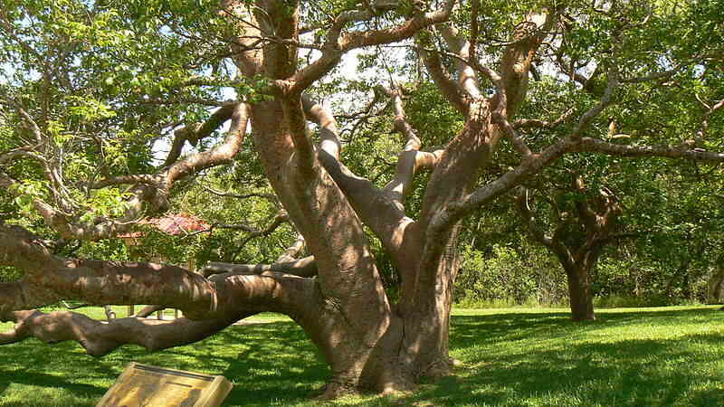 image of bark and leaves of gumbo limbo tree