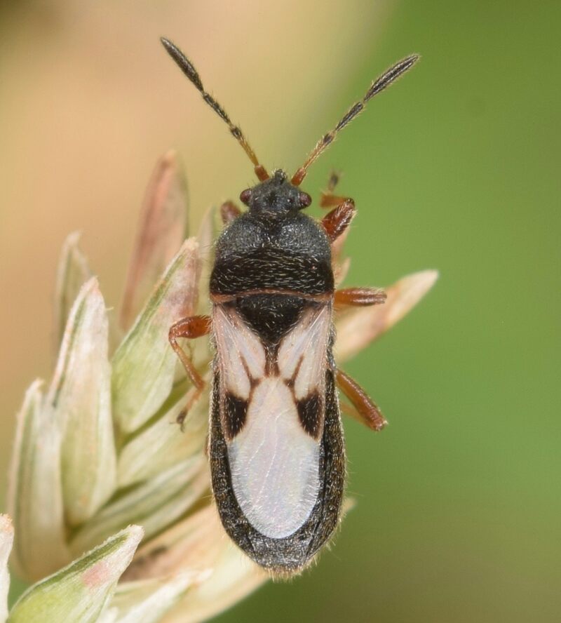 Hairy Chinch bug on a plant