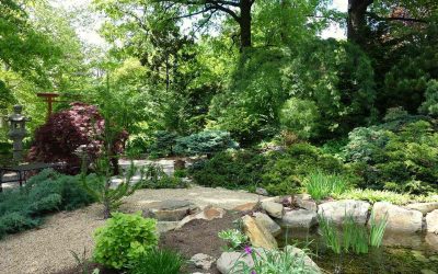 Best Native Plants for Cincinnati