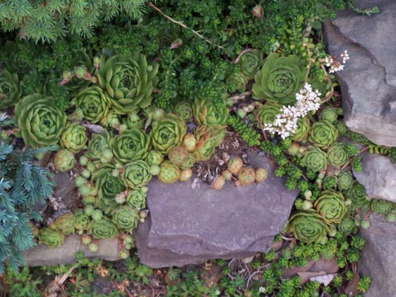 Hens and Chicks growing amid other succulents