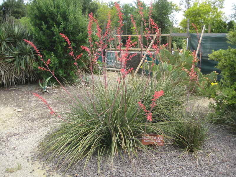 A picture showing Hesperaloe parviflora plant