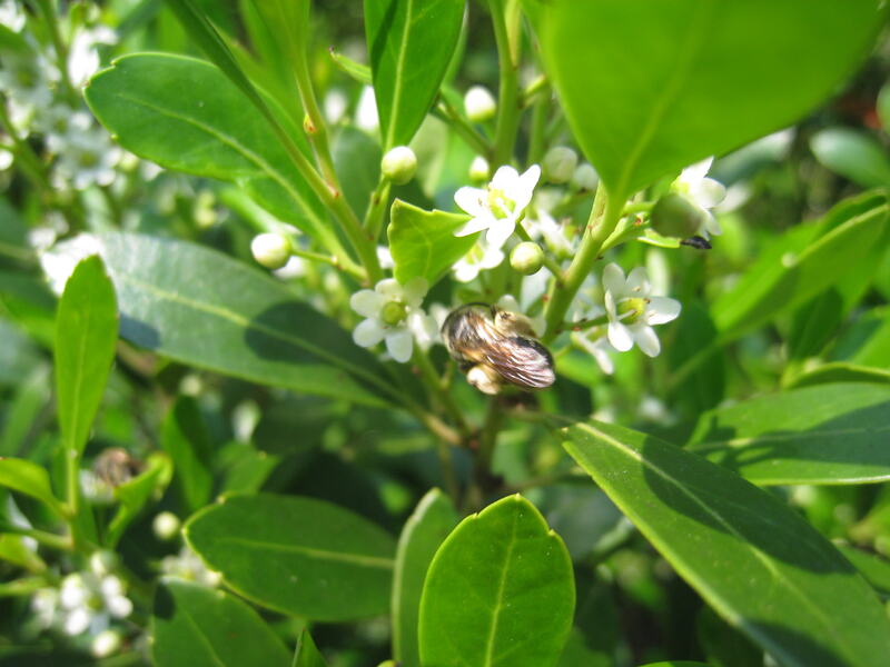 closeup image of white flower of Inkberry Holly
