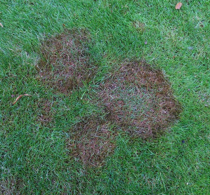 Bown Patches in green color lawn 