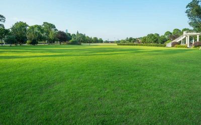 6 Best Grass Types for Los Angeles
