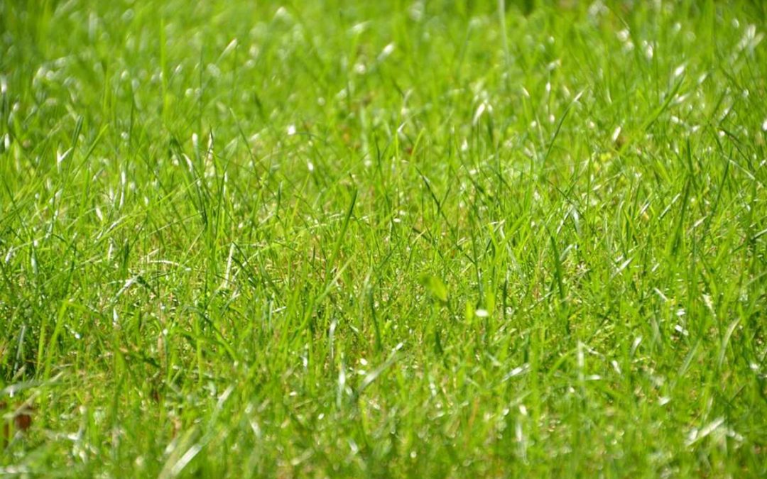 Best Grass Types for Peoria, Illinois