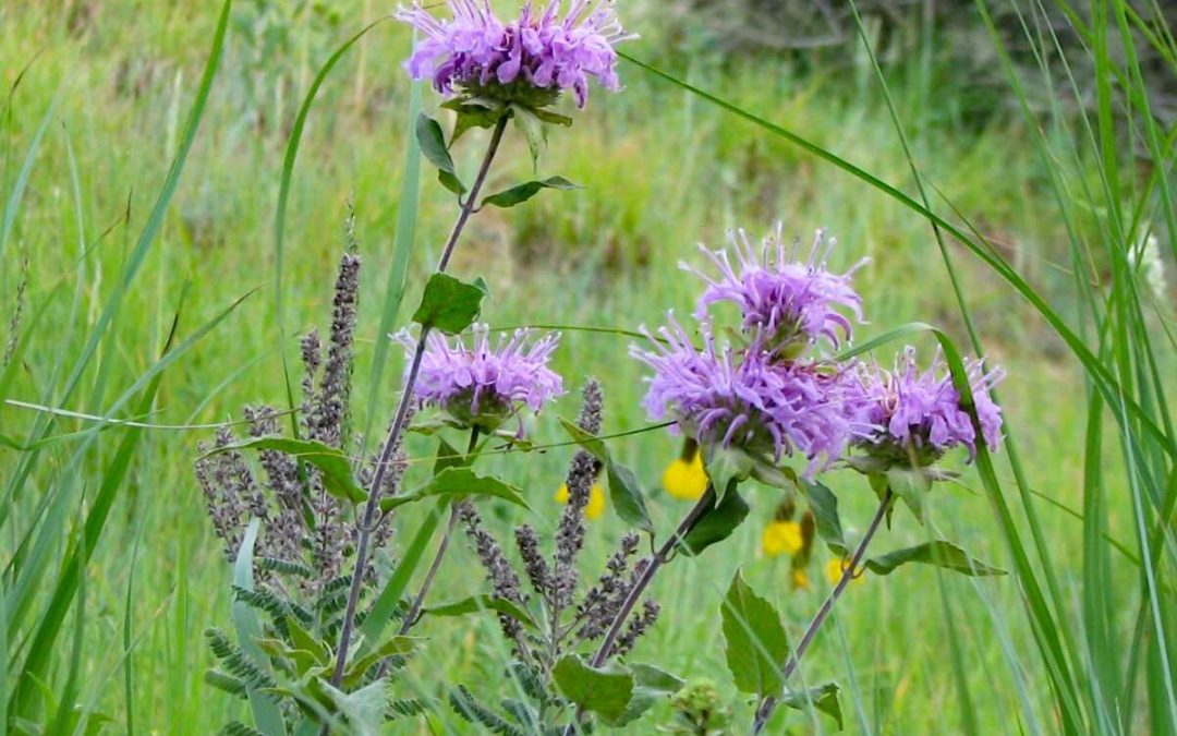 8 Best Native Plants for Colorado Springs