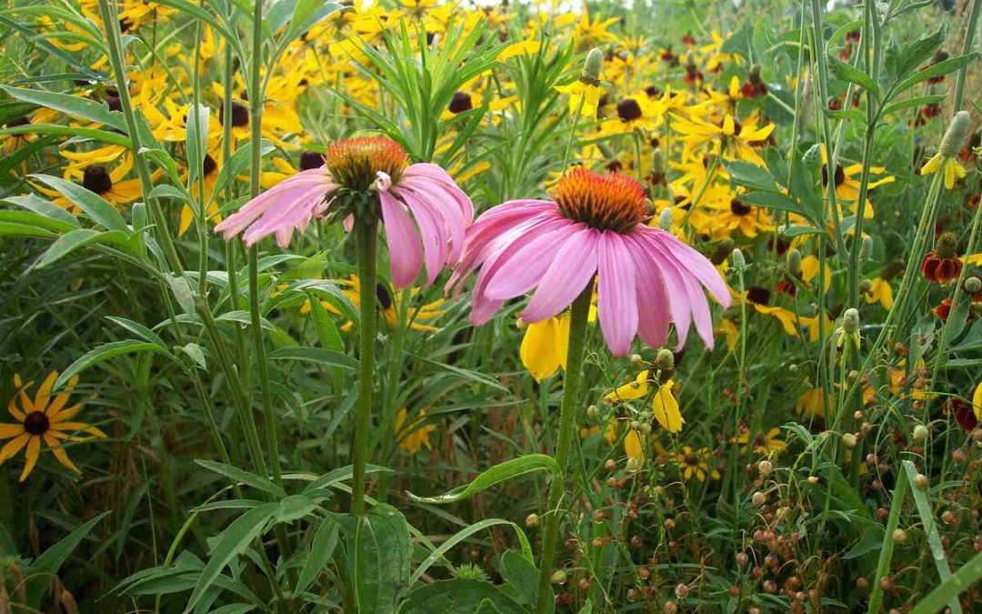 10 Best Native Plants for Cleveland, OH
