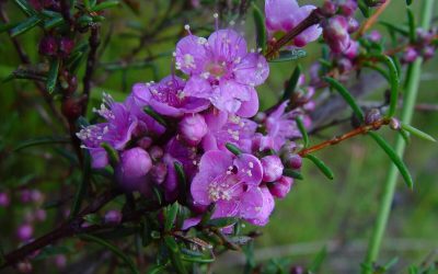 Best Native Plants for Plano, Texas