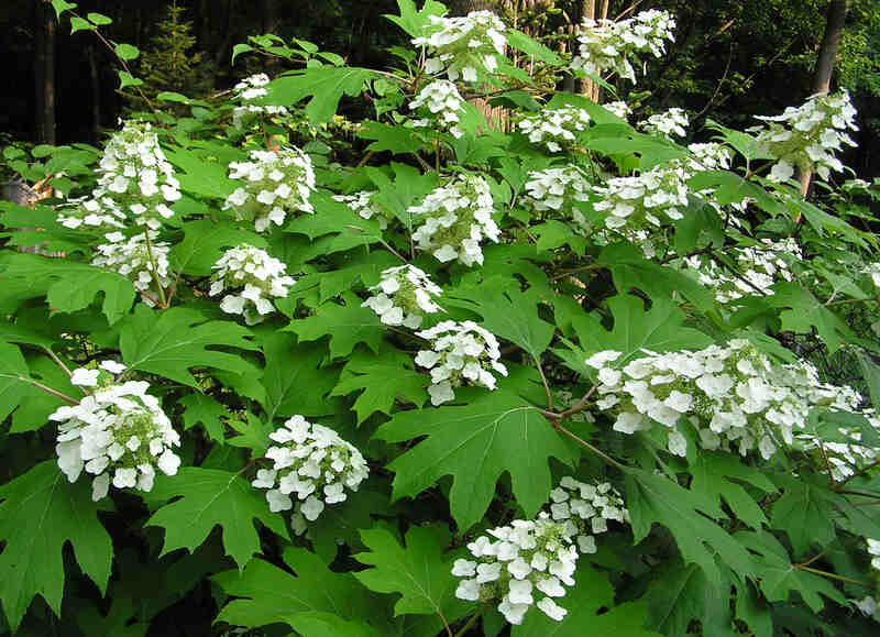 closeup of oakleaf hydrangea flowers with leaves