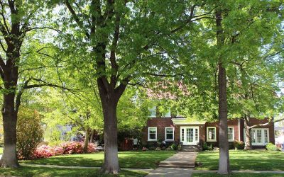 7 Best Grass Types for Oklahoma City