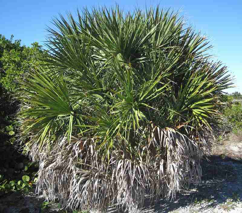 Palmetto Palm