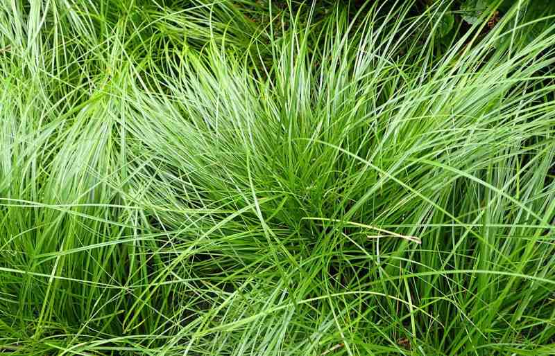 Close up of pennsylvania sedge grass
