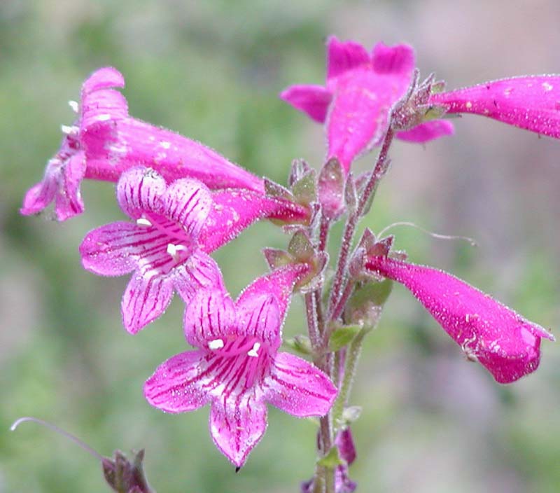 Pink colored Penstemon Triflorus plant