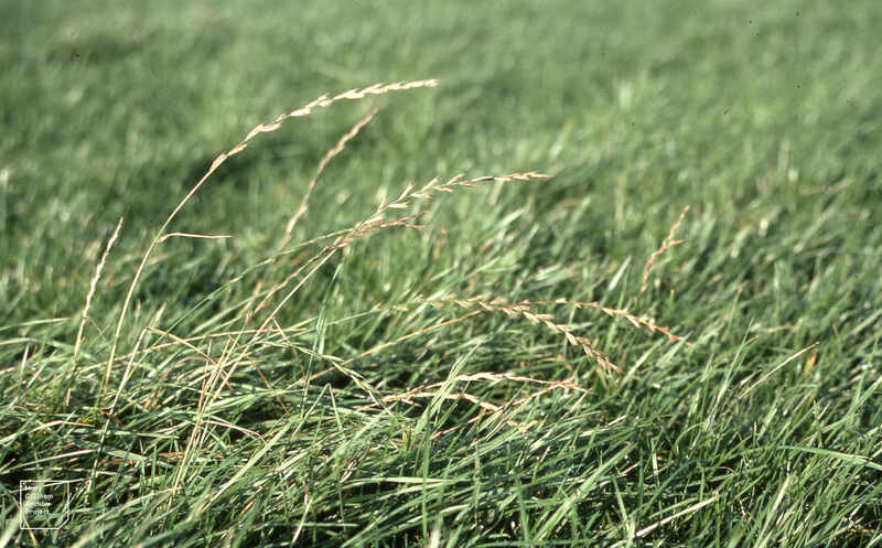 closeup image of a perennial ryegrass